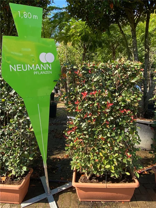 Photinia fraseri 'Red Robin'