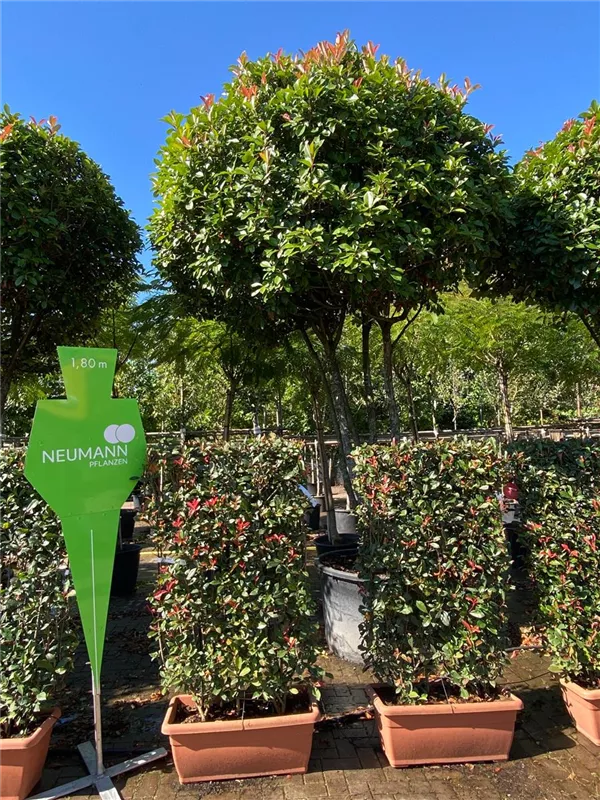 Photinia fraseri 'Red Robin'