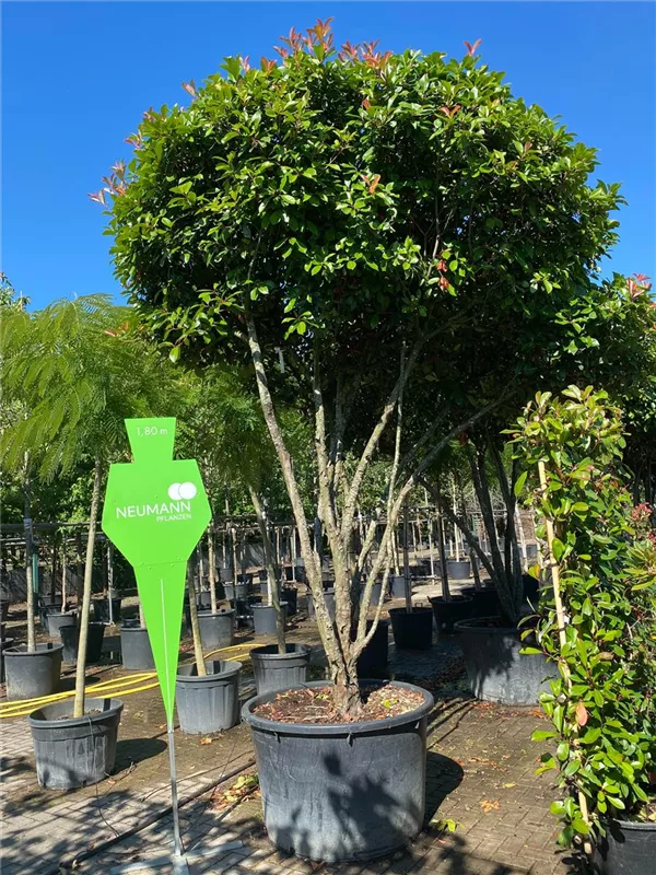 Photinia fraseri 'Red Robin'