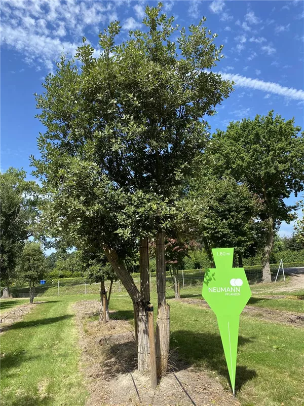 Quercus ilex