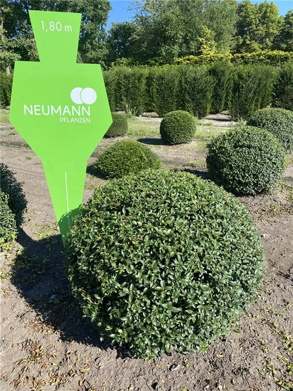 Osmanthus burkwoodii