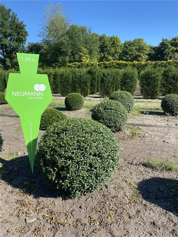 Osmanthus burkwoodii