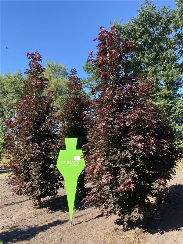 Acer platanoides 'Crimson Sentry'
