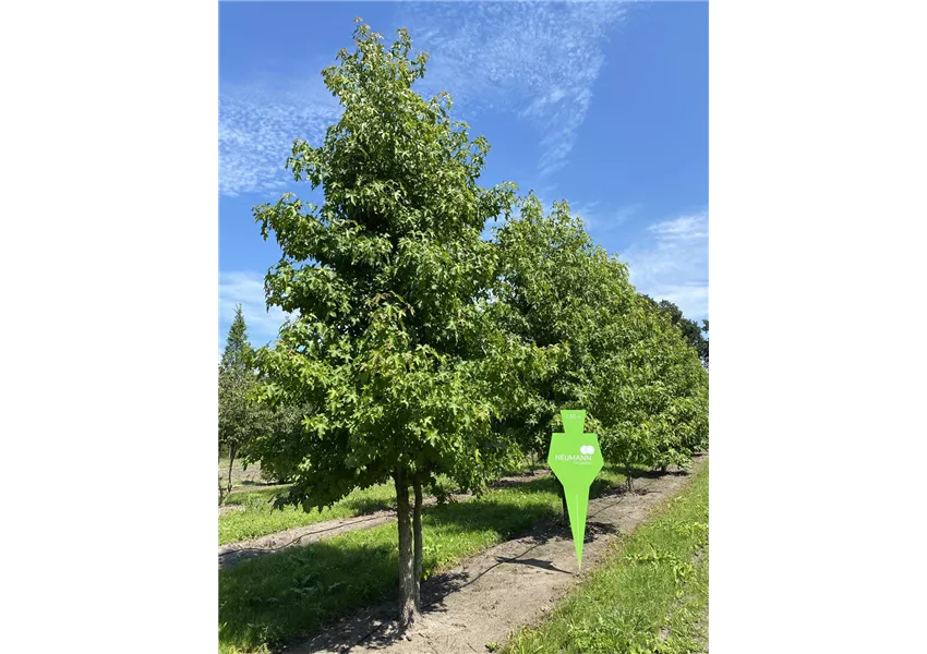 Amerikanischer Amberbaum