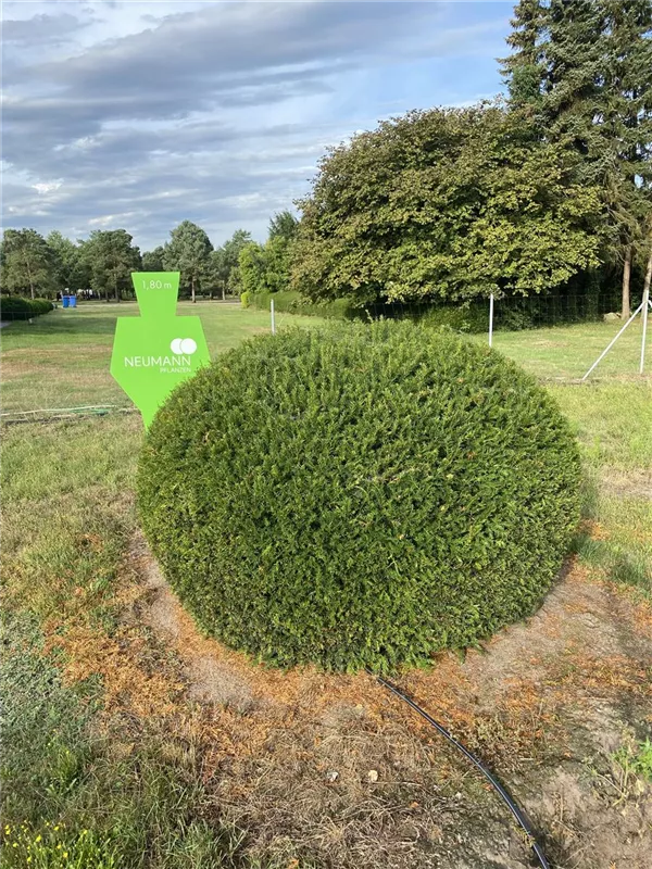 Taxus baccata