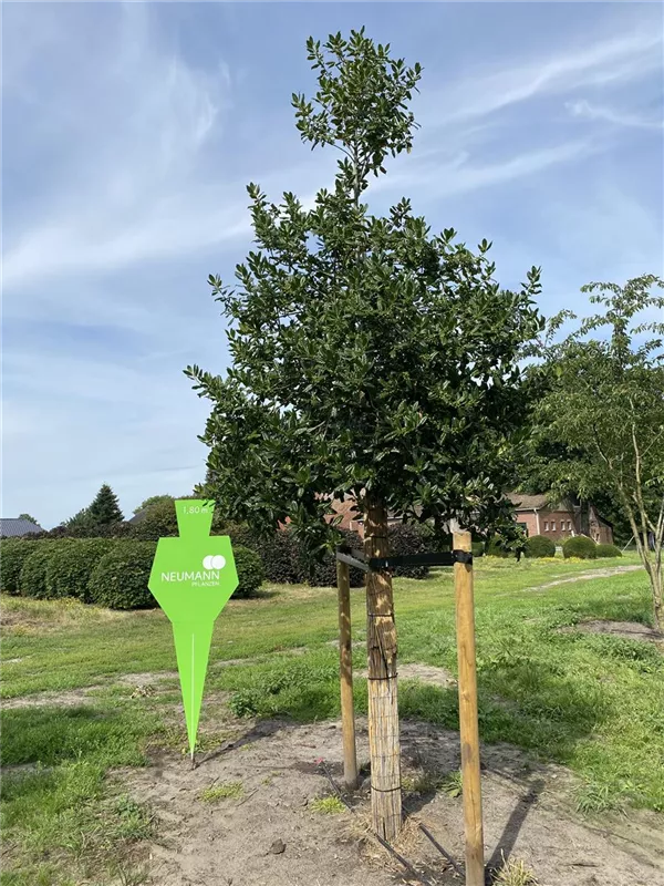 Ilex mutchagara 'Nellie R.Stevens'