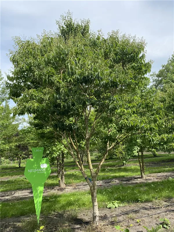 Heptacodium miconioides