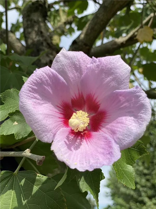 Hibiscus syriacus 'Resi'
