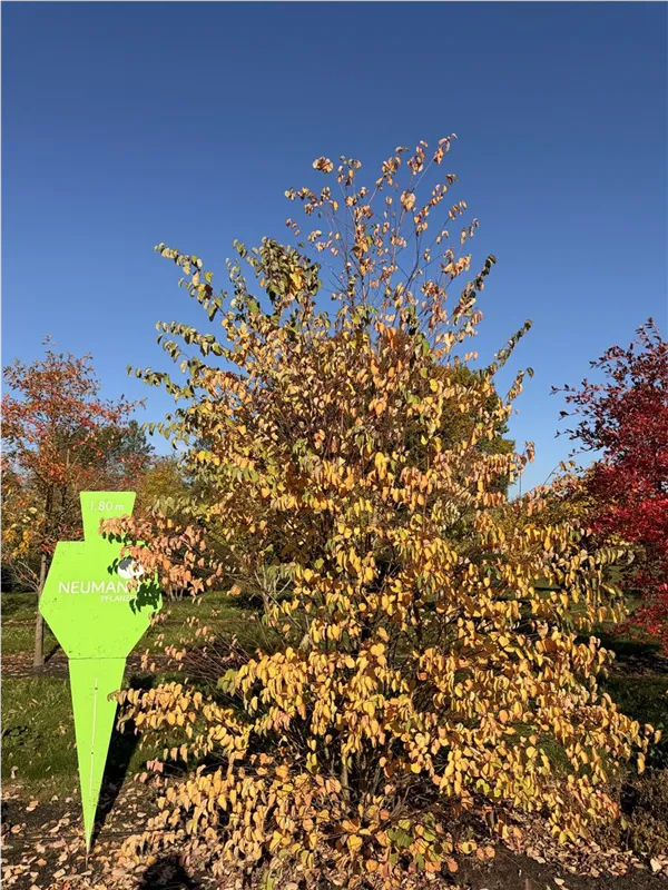 Cercidiphyllum japonicum