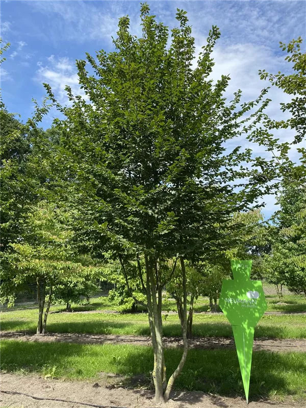 Carpinus betulus