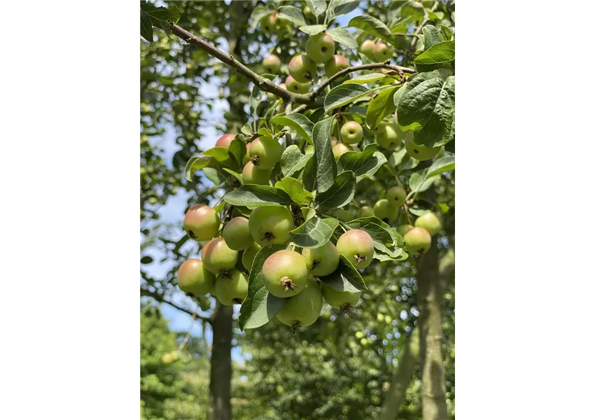 Zierapfel 'Butterball'