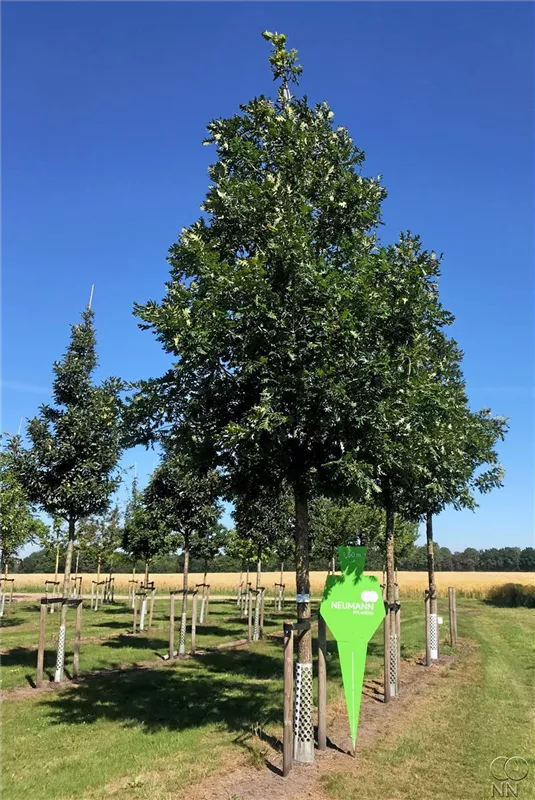 Quercus frainetto