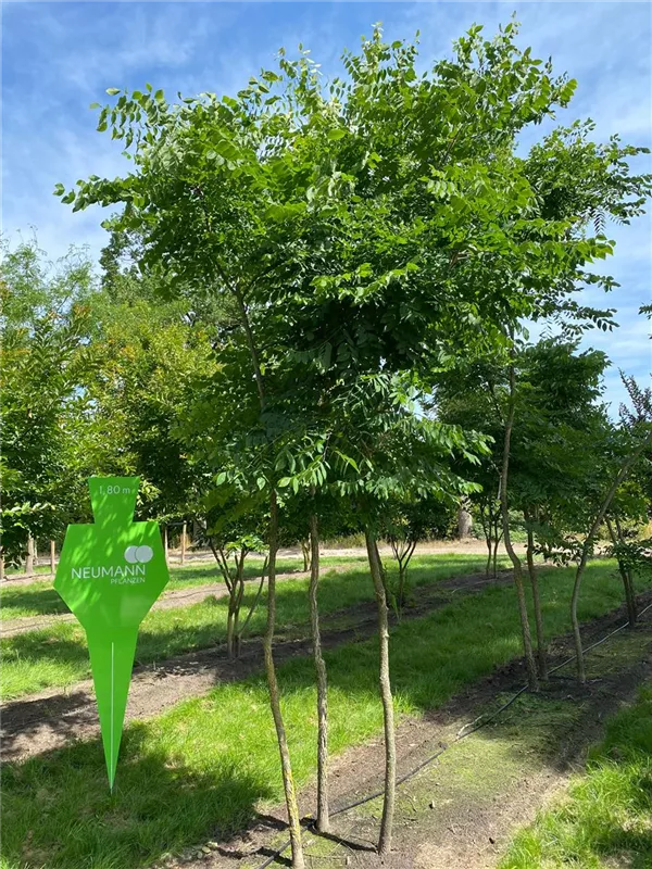 Gymnocladus dioicus