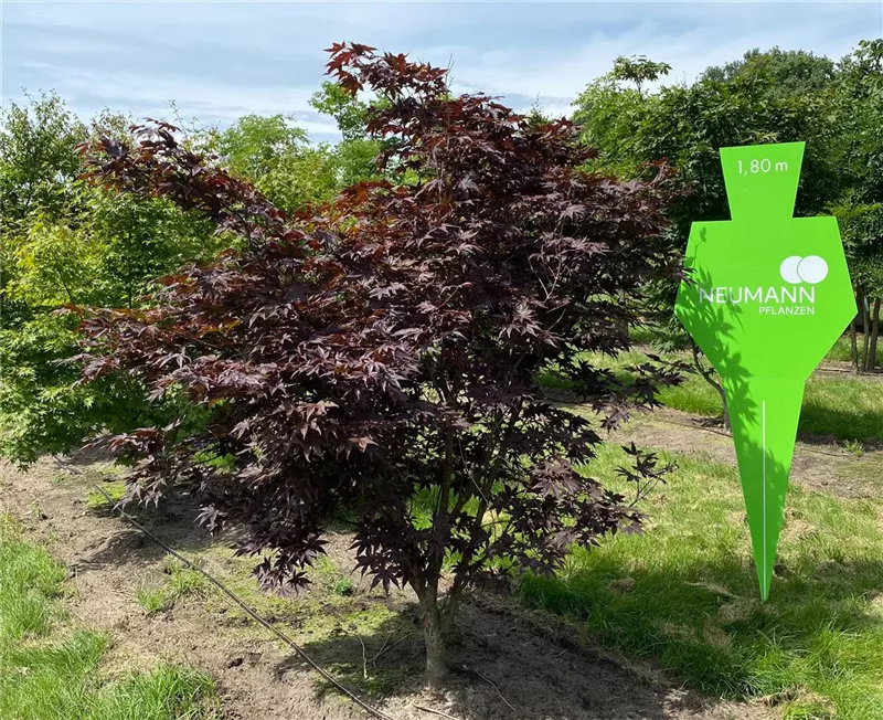 Acer palmatum 'Atropurpureum'