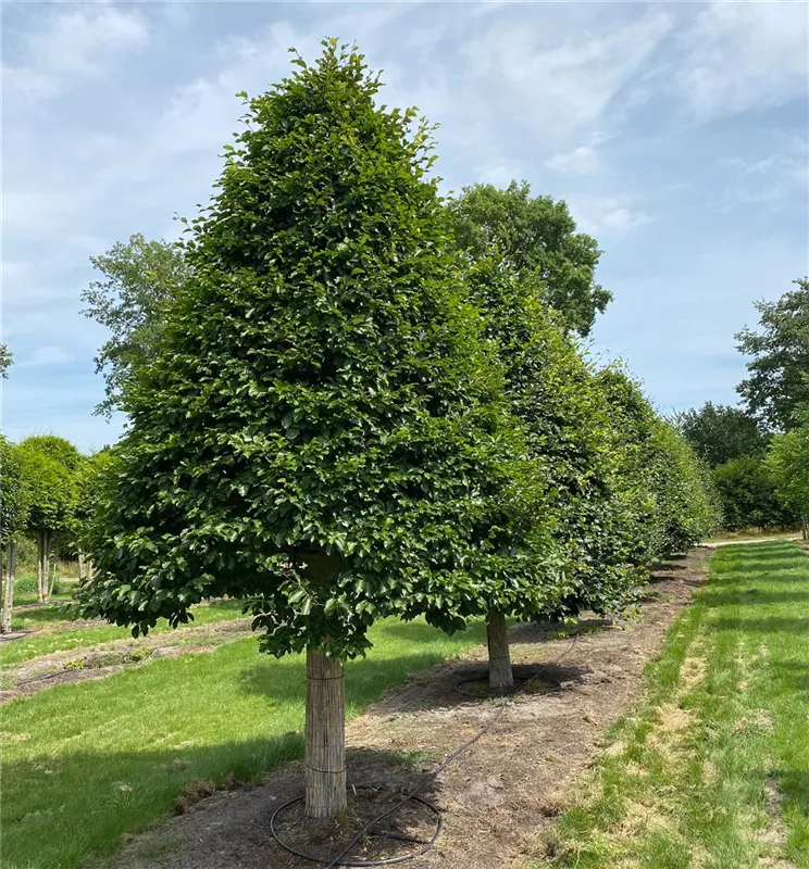 Fagus sylvatica