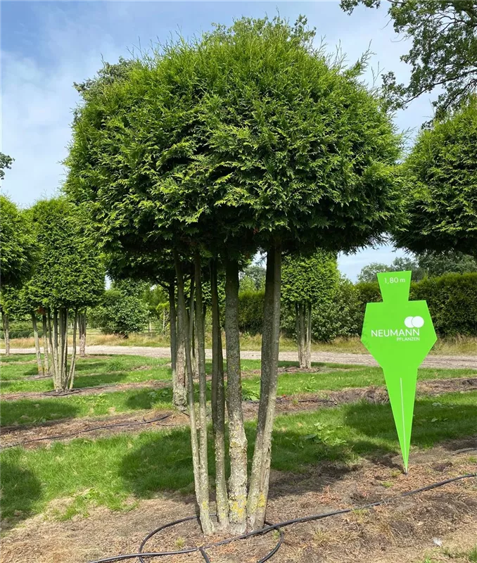 Thuja occidentalis 'Brabant'