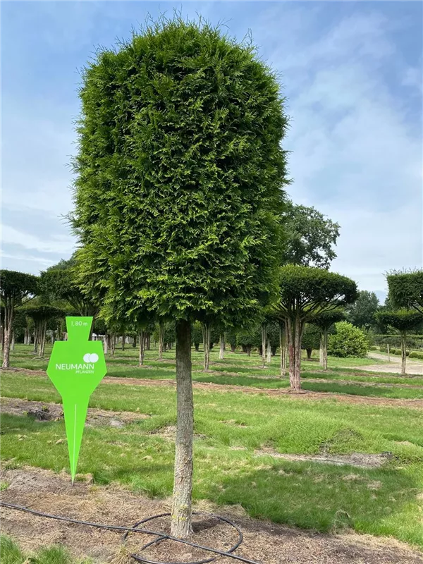 Thuja occidentalis 'Brabant'