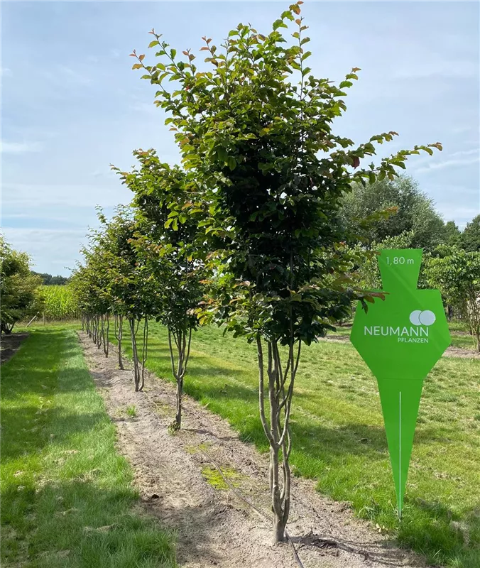 Parrotia persica