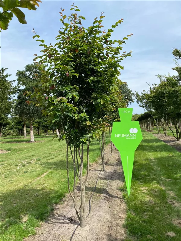 Parrotia persica