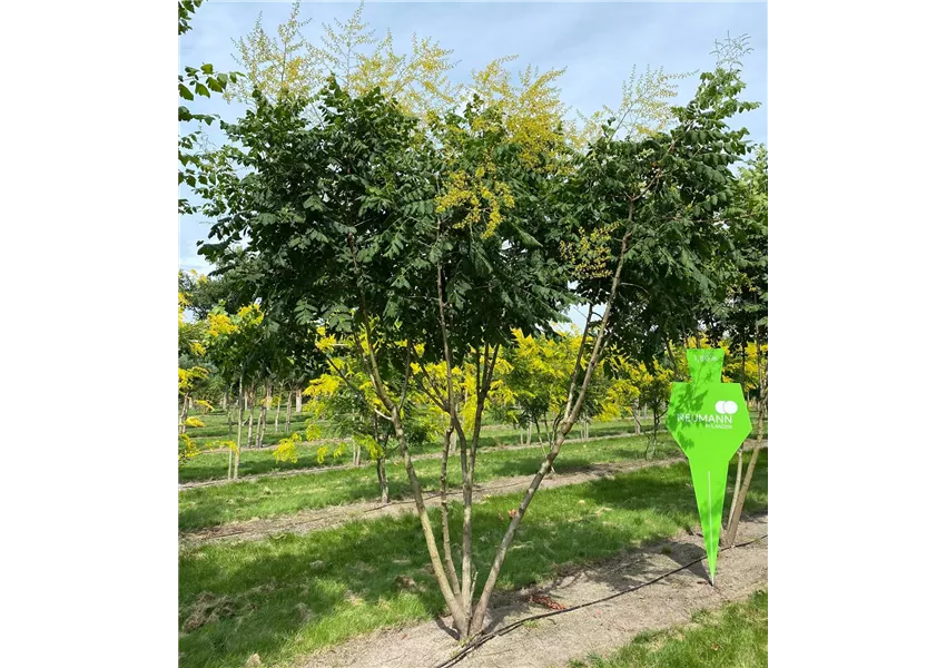 Blasenbaum