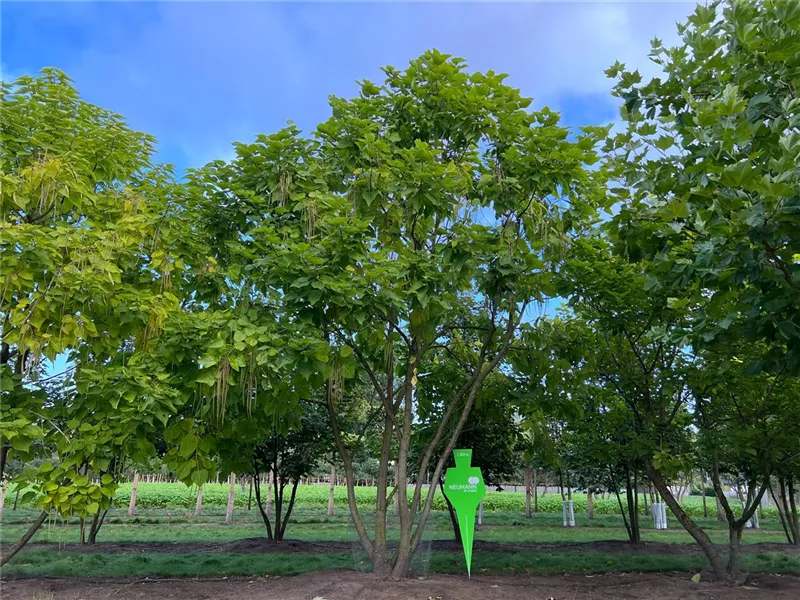 Catalpa bignonioides
