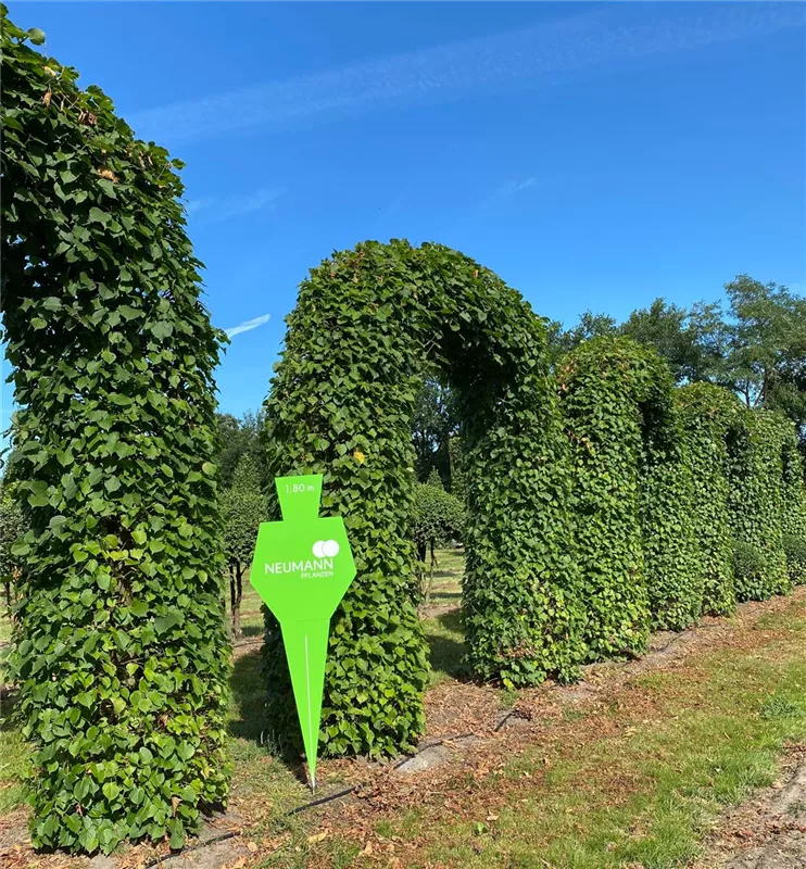 Tilia europaea 'Pallida'