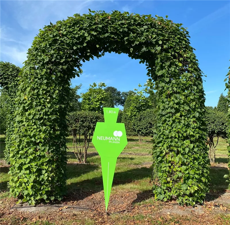 Tilia europaea 'Pallida'