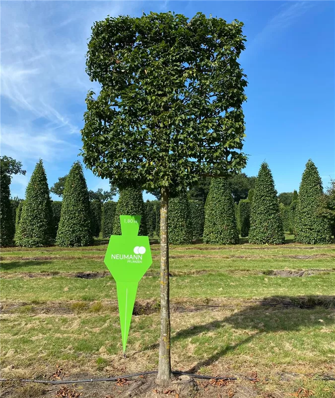 Carpinus betulus