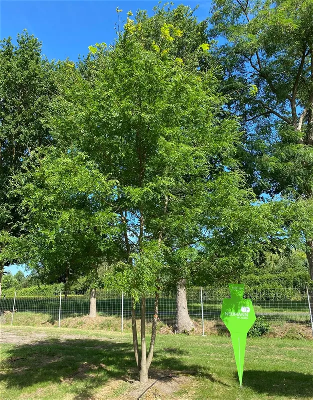 Gleditsia triacanthos 'Skyline'