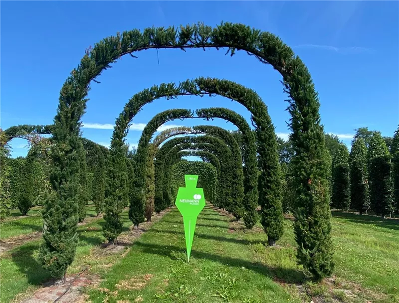 Larix kaempferi 'Jakobsen's Pyramid'