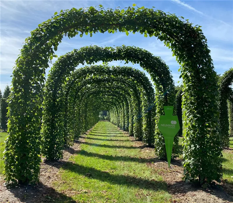 Tilia europaea 'Pallida'