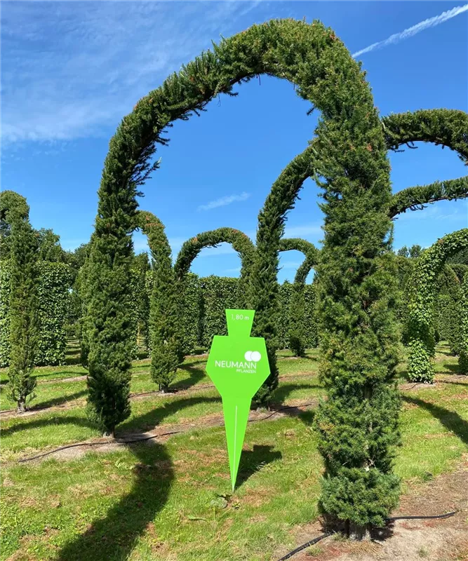 Larix kaempferi 'Jakobsen's Pyramid'