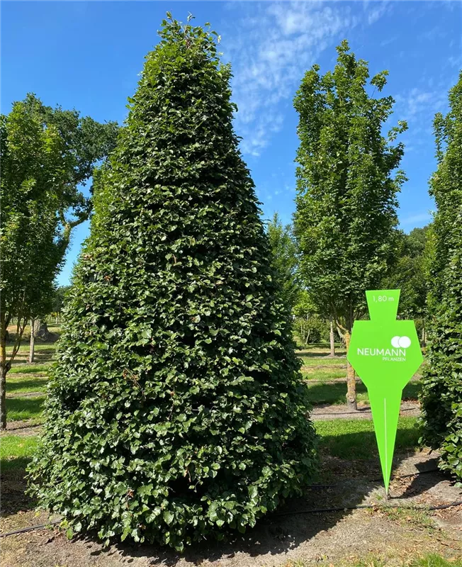 Fagus sylvatica