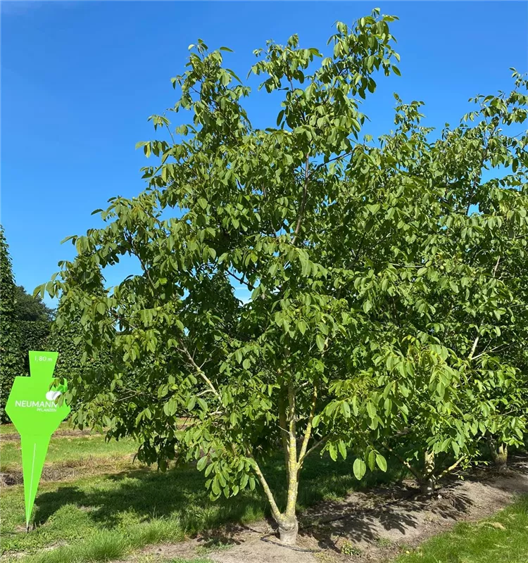 Juglans regia