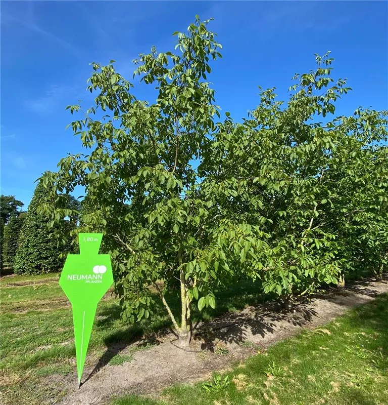 Juglans regia
