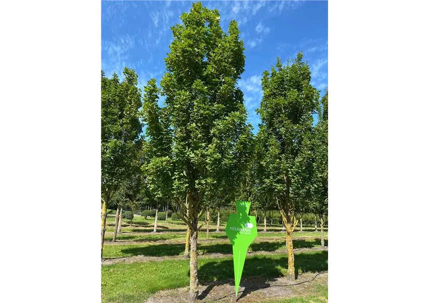 Feldahorn 'Green Column'