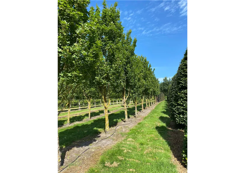 Feldahorn 'Green Column'