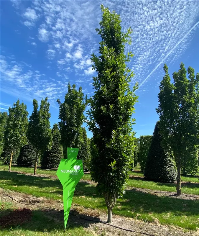 Quercus palustris 'Green Pillar' -R-