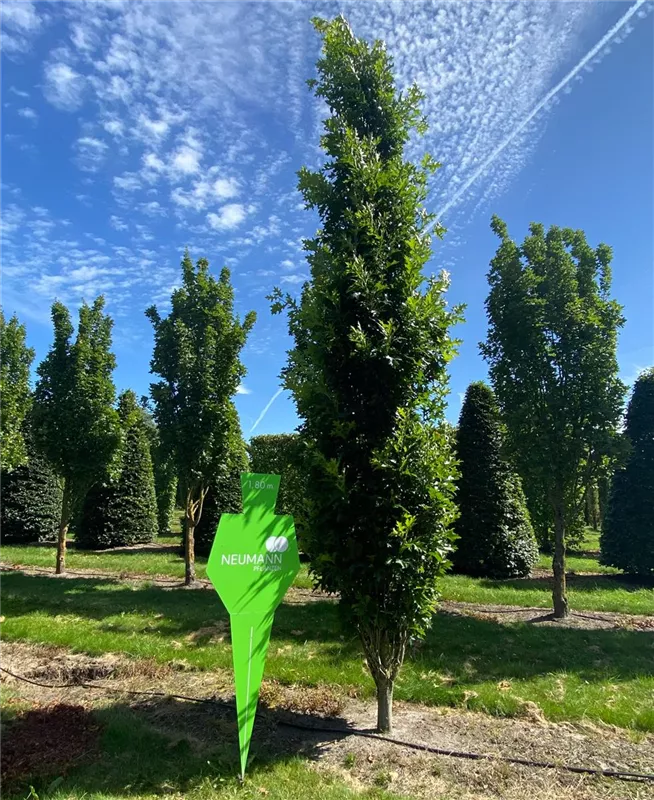 Quercus palustris 'Green Pillar' -R-