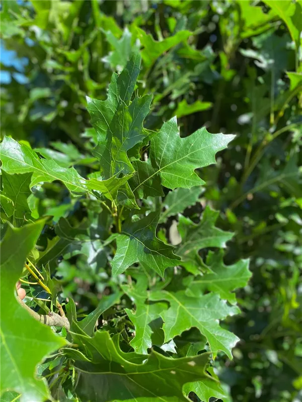 Quercus palustris 'Green Pillar' -R-