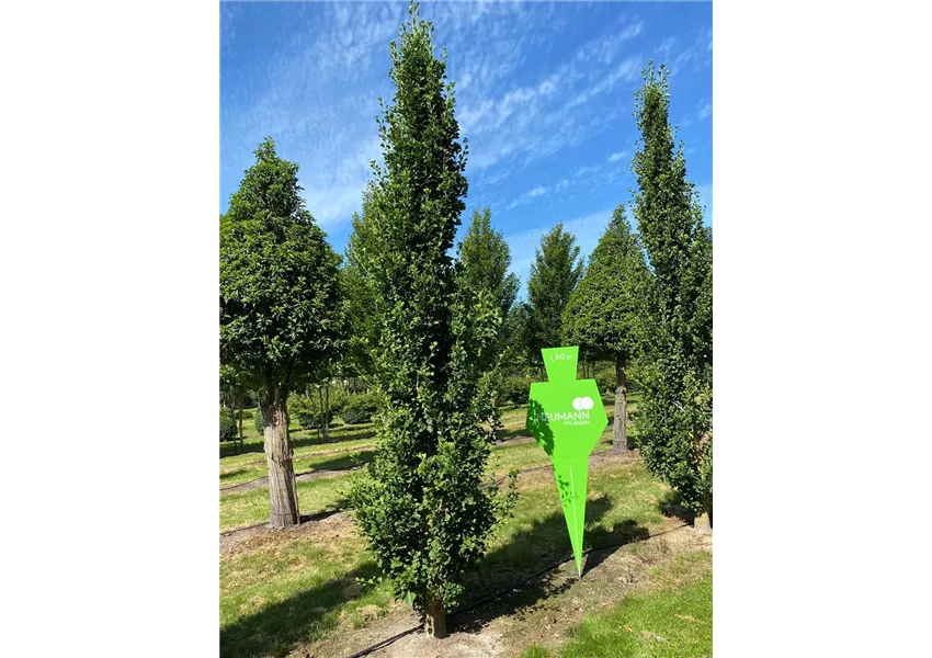 Säulen-Fächerblattbaum
