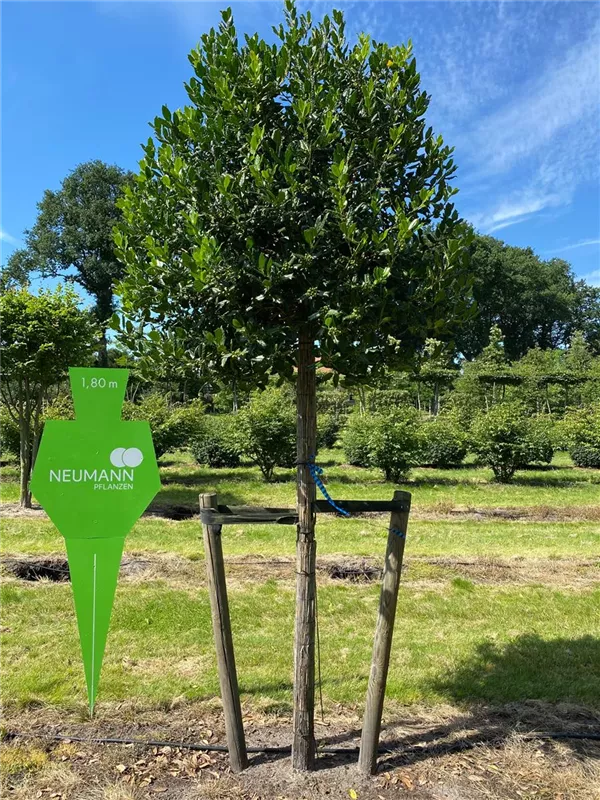 Ilex mutchagara 'Nellie R.Stevens'