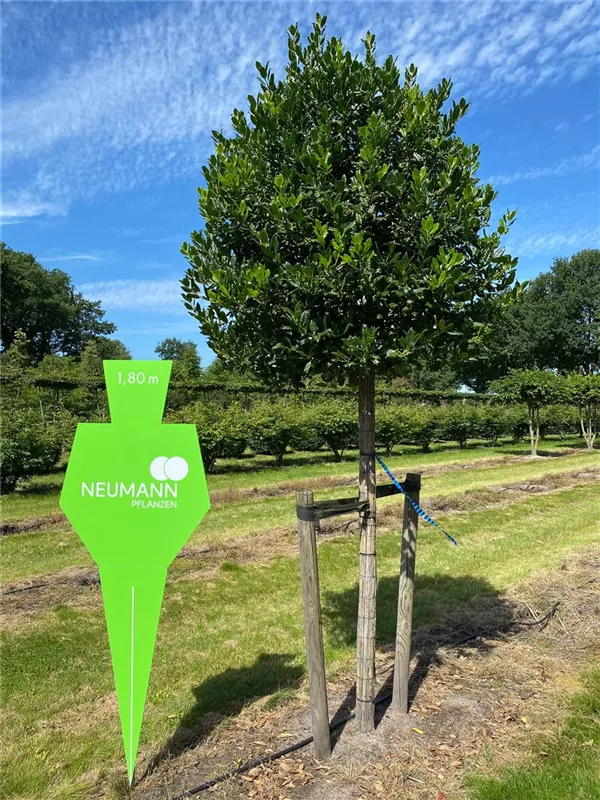 Ilex mutchagara 'Nellie R.Stevens'