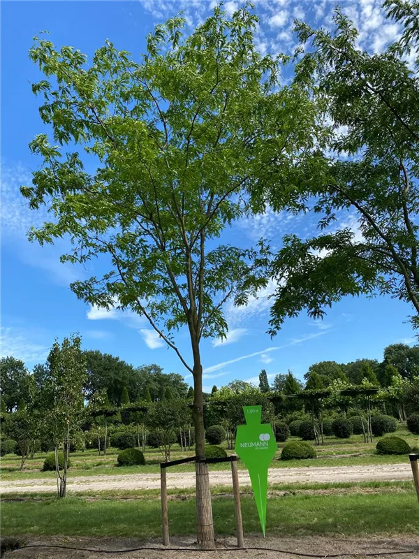 Gleditsia triacanthos 'Skyline'