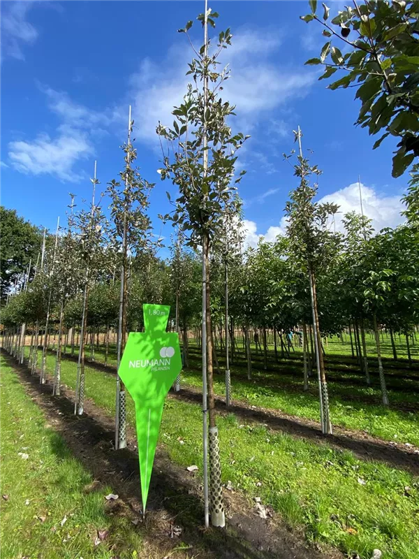 Sorbus aria 'Magnifica'