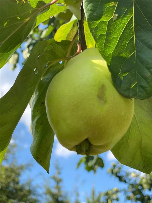 Cydonia 'Vranja' CAC