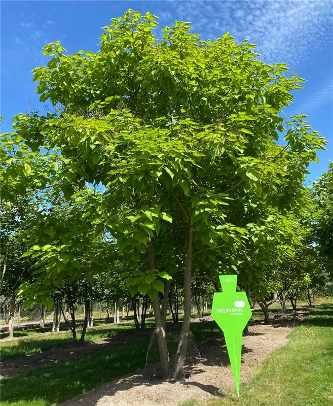 Catalpa bignonioides