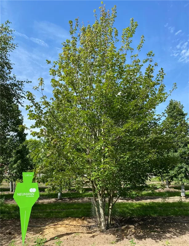 Acer rubrum
