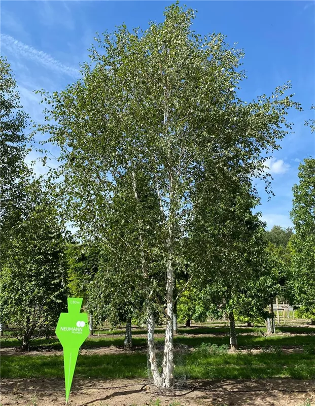 Betula jacquemontii