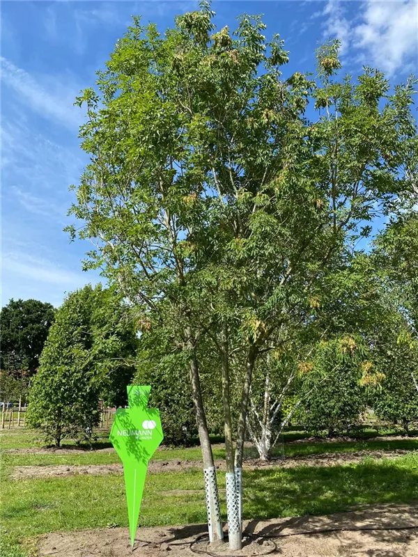 Fraxinus ornus